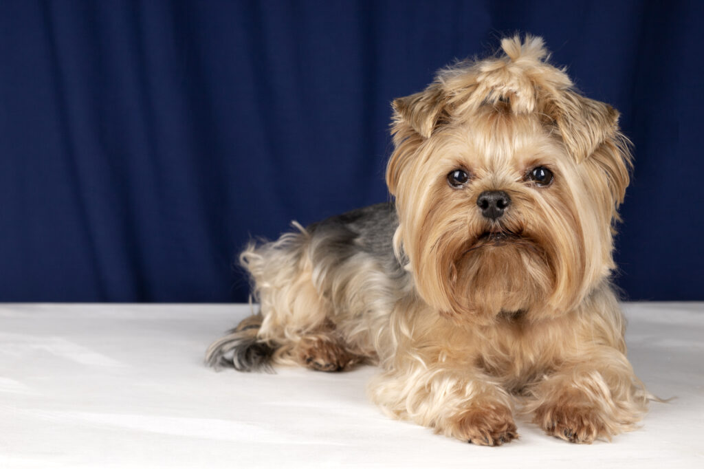 Shih Tzu Breed Dog