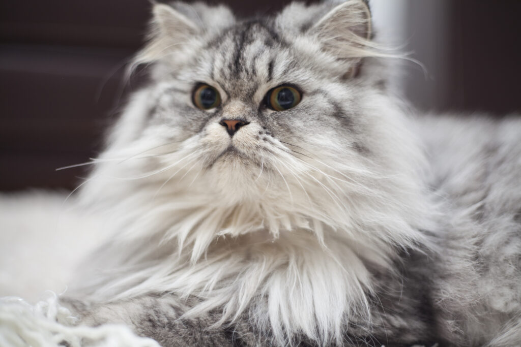 Persian Cat