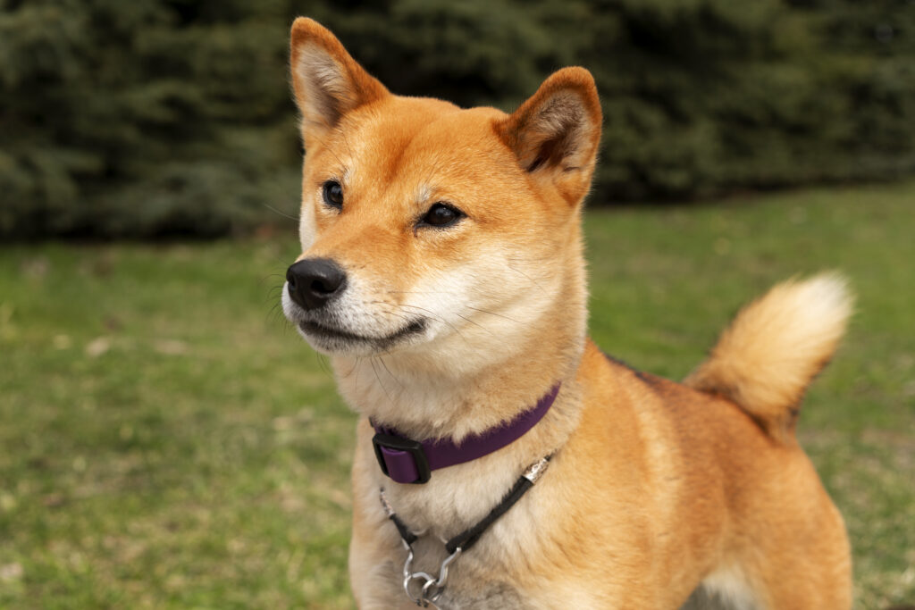 Shiba Inu Breed