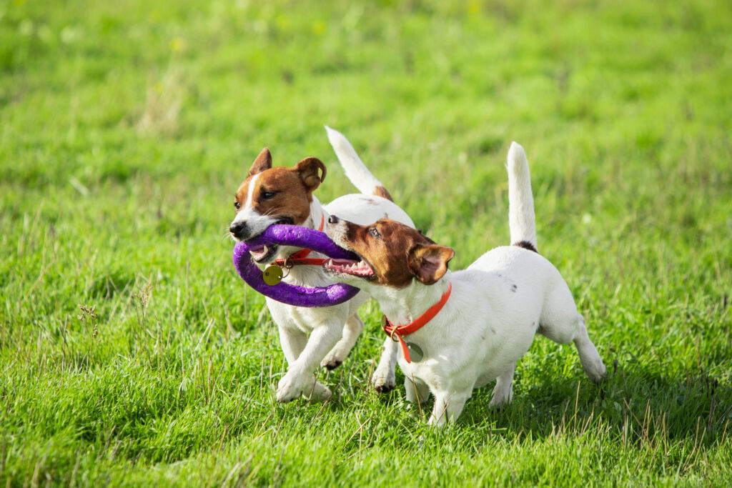 Dog Garden Play Equipment